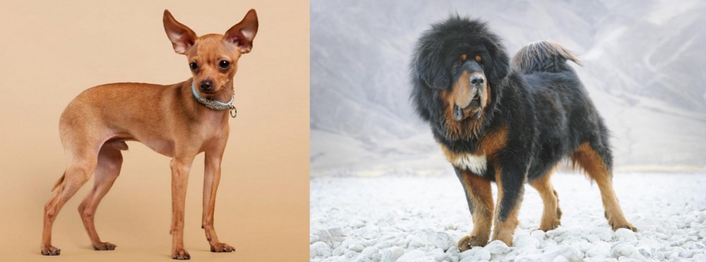 Tibetan Mastiff vs Russian Toy Terrier - Breed Comparison