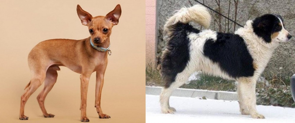 Tornjak vs Russian Toy Terrier - Breed Comparison