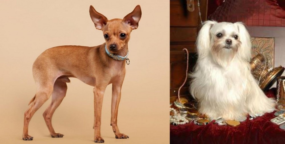 Toy Mi-Ki vs Russian Toy Terrier - Breed Comparison