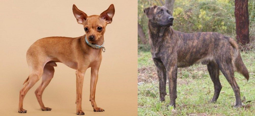 Treeing Tennessee Brindle vs Russian Toy Terrier - Breed Comparison
