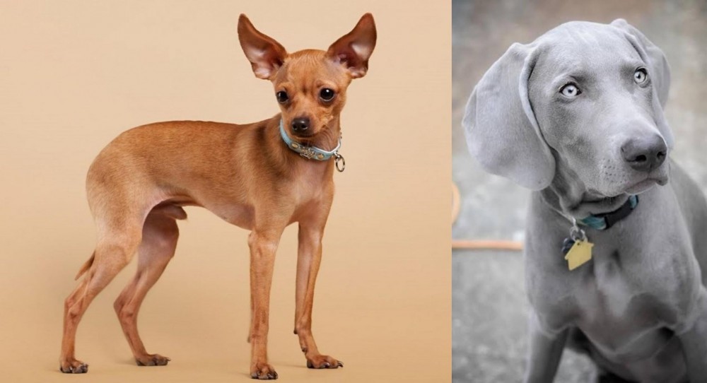 Weimaraner vs Russian Toy Terrier - Breed Comparison