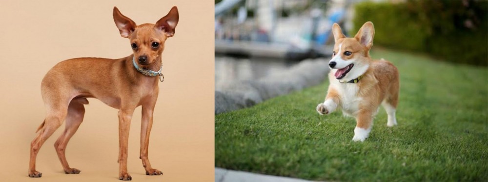 Welsh Corgi vs Russian Toy Terrier - Breed Comparison