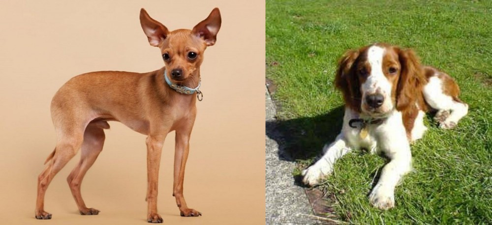 Welsh Springer Spaniel vs Russian Toy Terrier - Breed Comparison