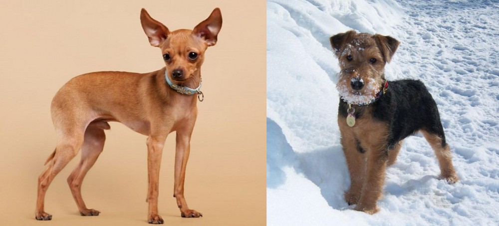 Welsh Terrier vs Russian Toy Terrier - Breed Comparison