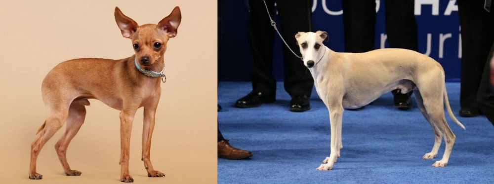 Whippet vs Russian Toy Terrier - Breed Comparison