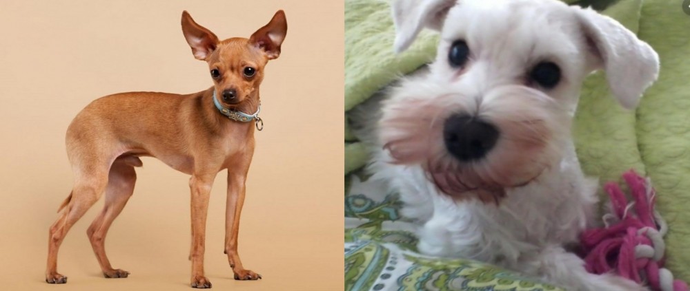 White Schnauzer vs Russian Toy Terrier - Breed Comparison