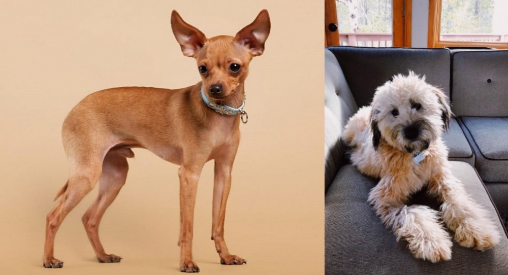 Whoodles vs Russian Toy Terrier - Breed Comparison