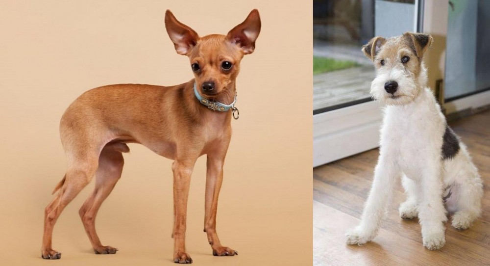 Wire Fox Terrier vs Russian Toy Terrier - Breed Comparison