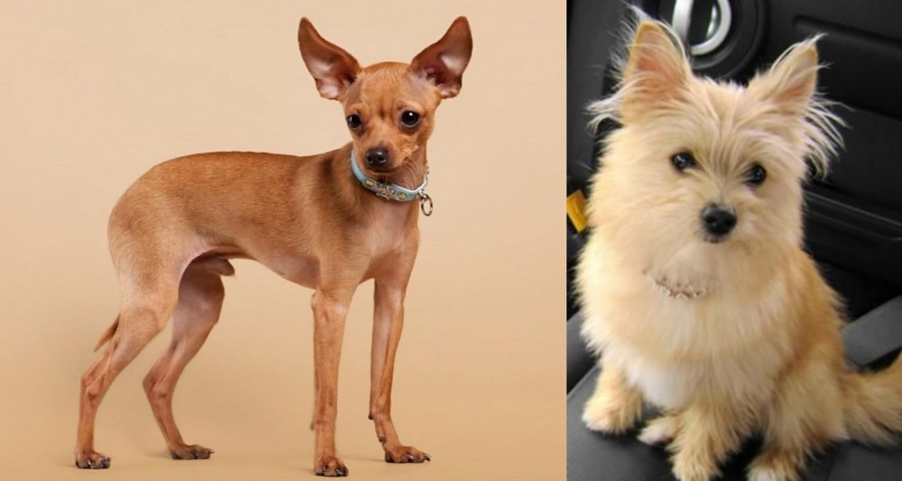 Yoranian vs Russian Toy Terrier - Breed Comparison