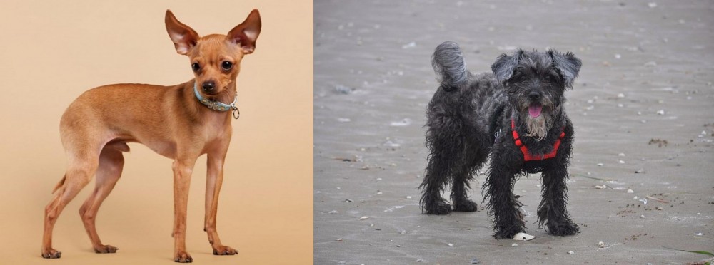 YorkiePoo vs Russian Toy Terrier - Breed Comparison