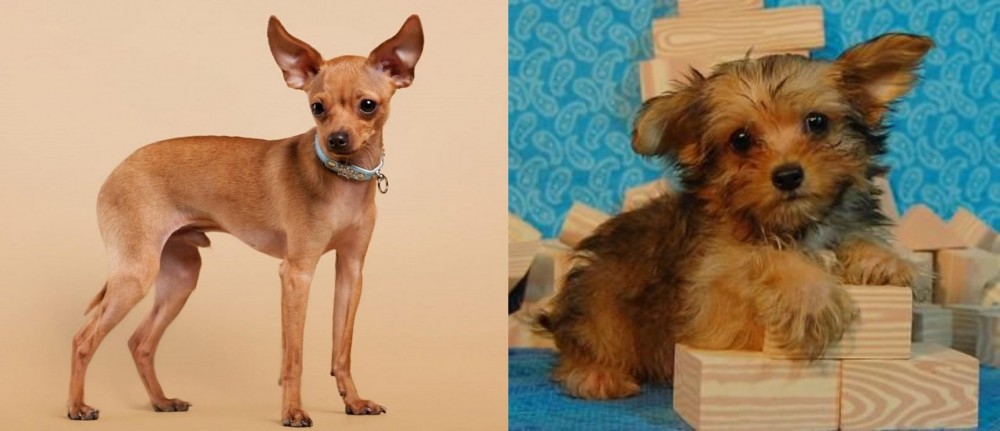 Yorkillon vs Russian Toy Terrier - Breed Comparison