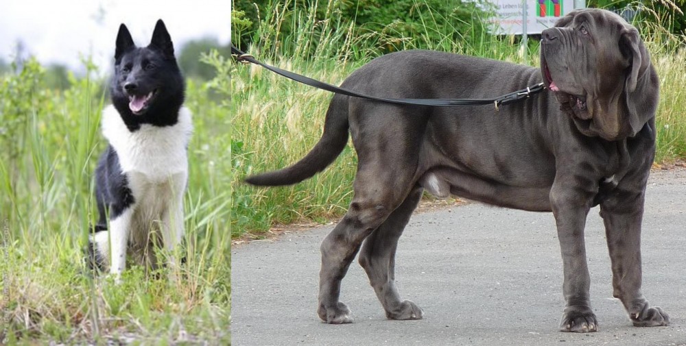 Neapolitan Mastiff vs Russo-European Laika - Breed Comparison