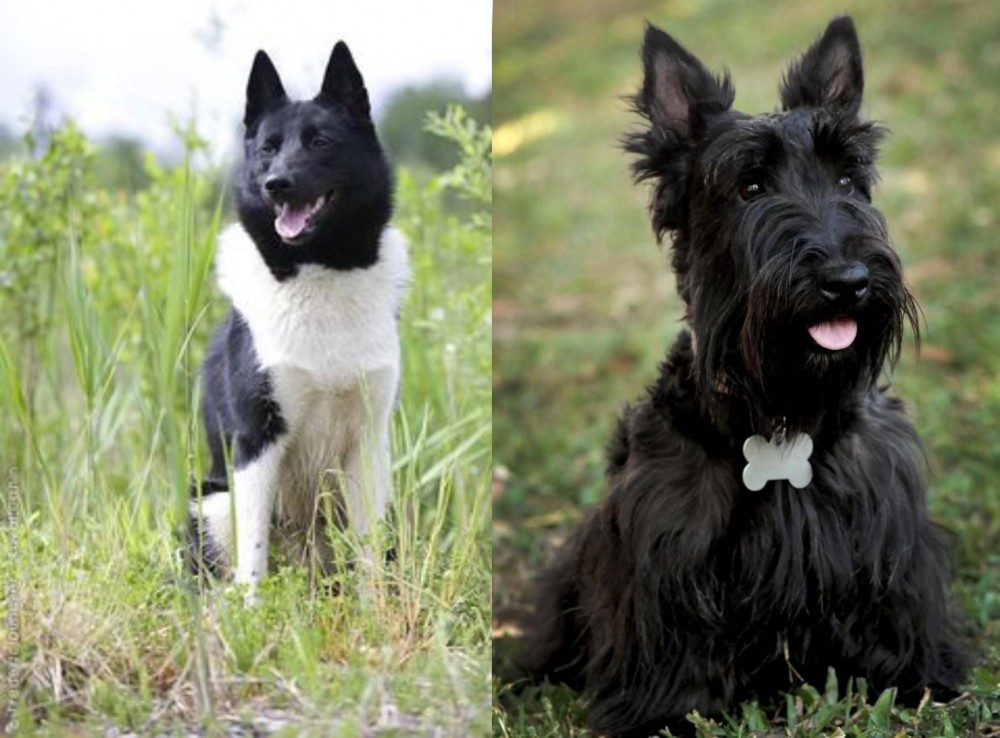Scoland Terrier vs Russo-European Laika - Breed Comparison