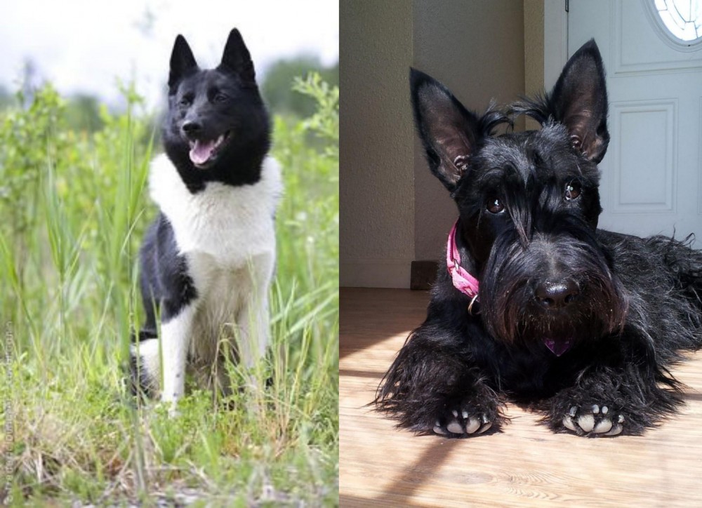 Scottish Terrier vs Russo-European Laika - Breed Comparison