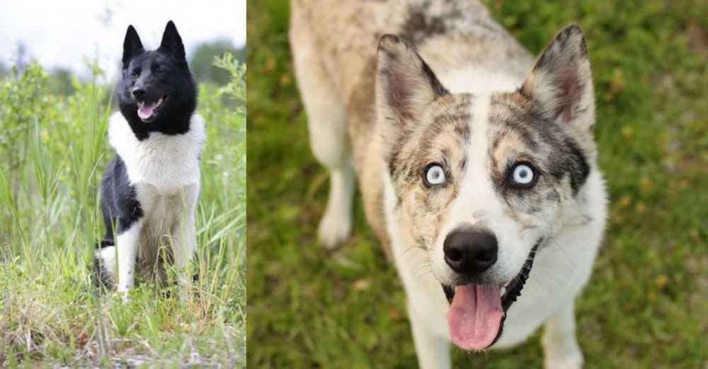 Shepherd Husky vs Russo-European Laika - Breed Comparison