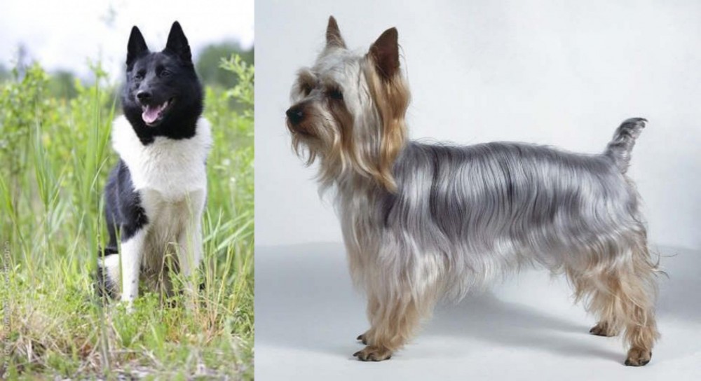 Silky Terrier vs Russo-European Laika - Breed Comparison