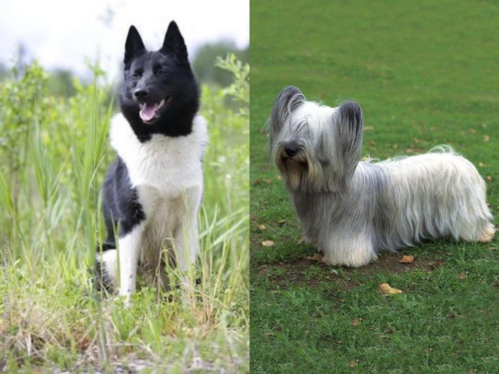 Skye Terrier vs Russo-European Laika - Breed Comparison