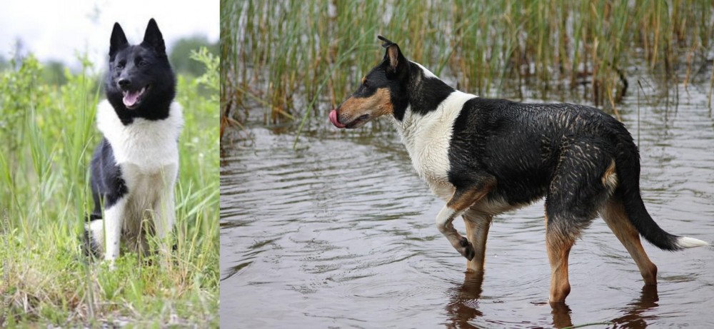 Smooth Collie vs Russo-European Laika - Breed Comparison