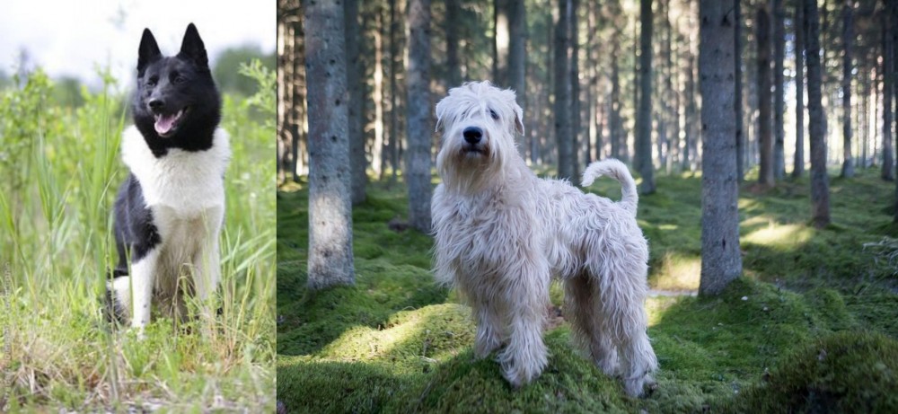 Soft-Coated Wheaten Terrier vs Russo-European Laika - Breed Comparison