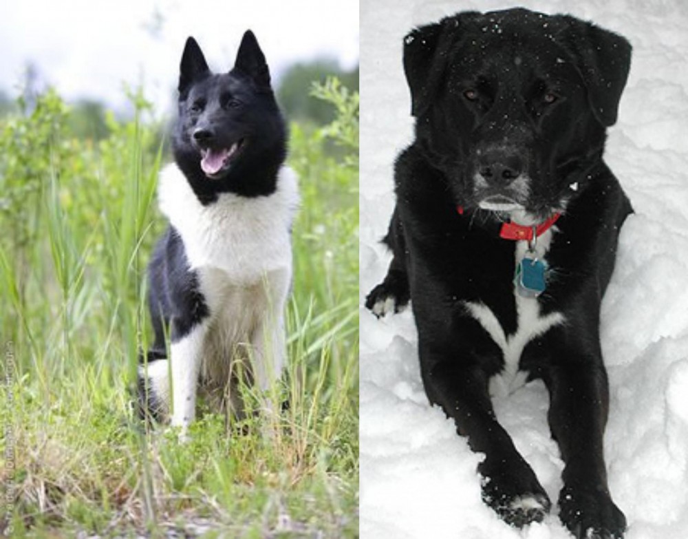 St. John's Water Dog vs Russo-European Laika - Breed Comparison