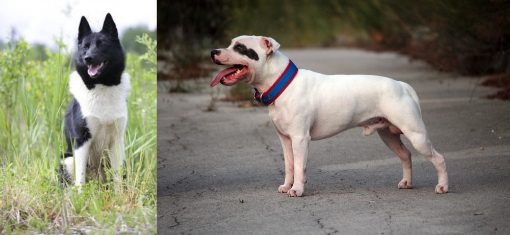 Staffordshire Bull Terrier vs Russo-European Laika - Breed Comparison