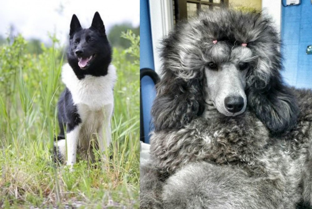 Standard Poodle vs Russo-European Laika - Breed Comparison
