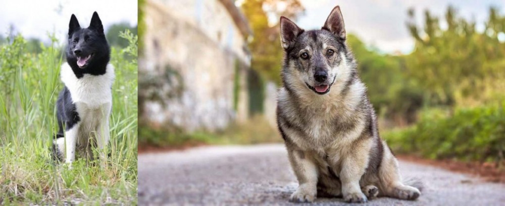 Swedish Vallhund vs Russo-European Laika - Breed Comparison