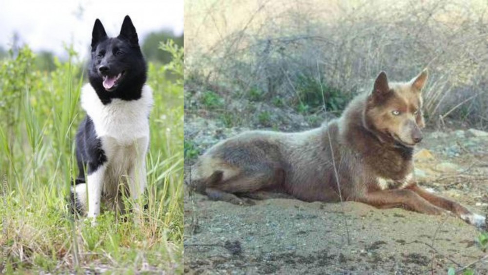 Tahltan Bear Dog vs Russo-European Laika - Breed Comparison