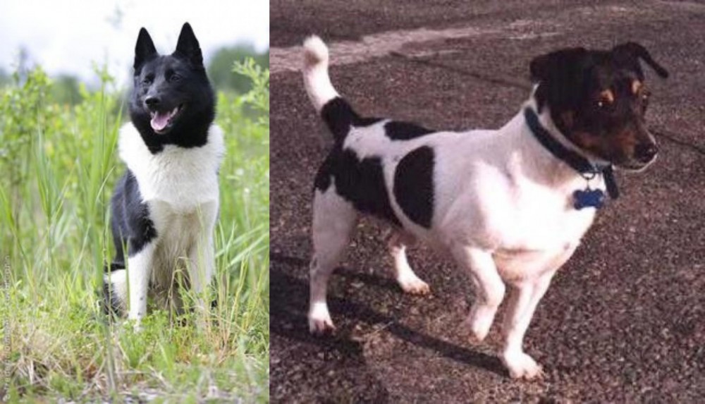 Teddy Roosevelt Terrier vs Russo-European Laika - Breed Comparison