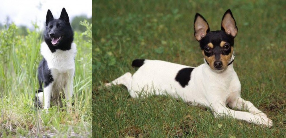 Toy Fox Terrier vs Russo-European Laika - Breed Comparison