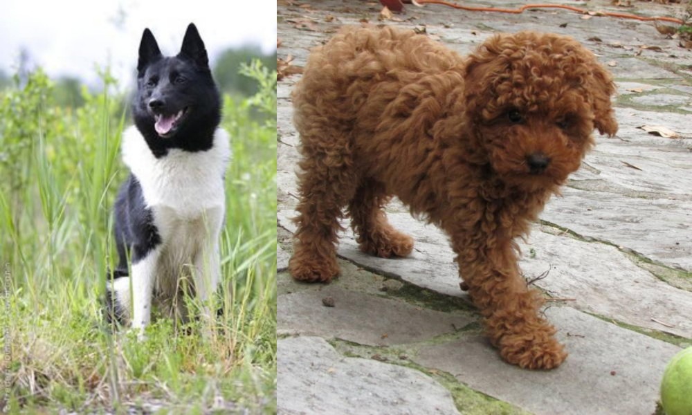 Toy Poodle vs Russo-European Laika - Breed Comparison