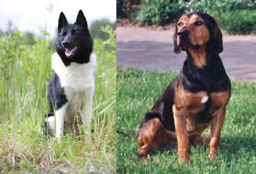 Tyrolean Hound vs Russo-European Laika - Breed Comparison
