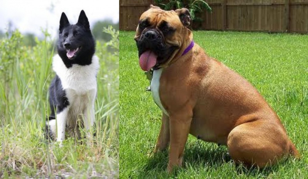 Valley Bulldog vs Russo-European Laika - Breed Comparison