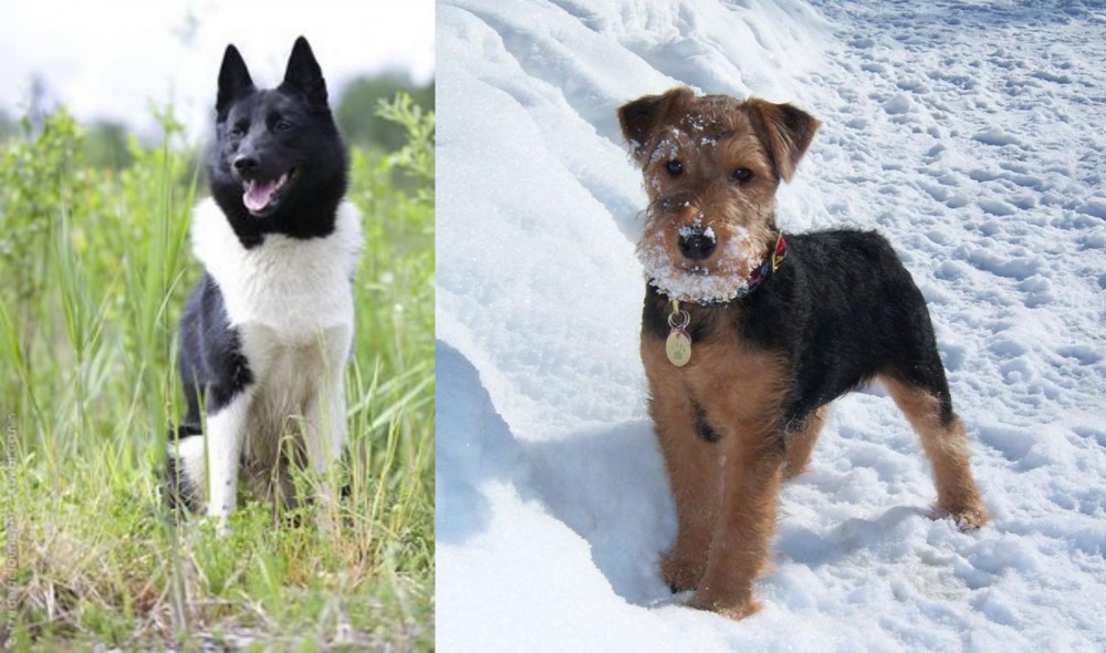 Welsh Terrier vs Russo-European Laika - Breed Comparison