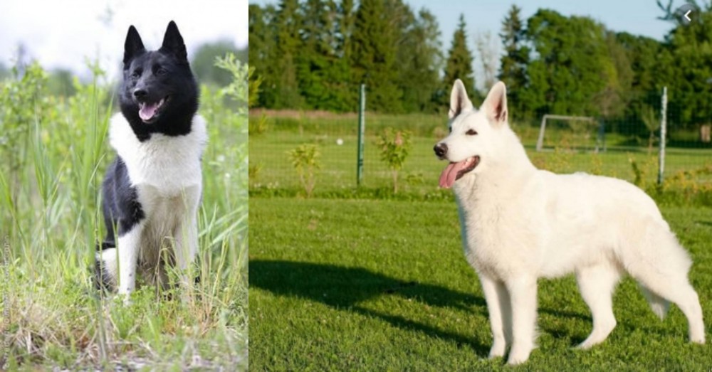 White Shepherd vs Russo-European Laika - Breed Comparison