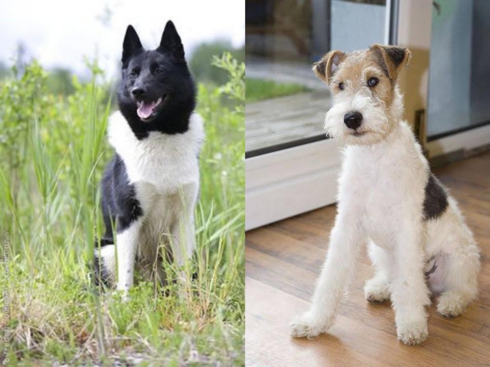 Wire Fox Terrier vs Russo-European Laika - Breed Comparison