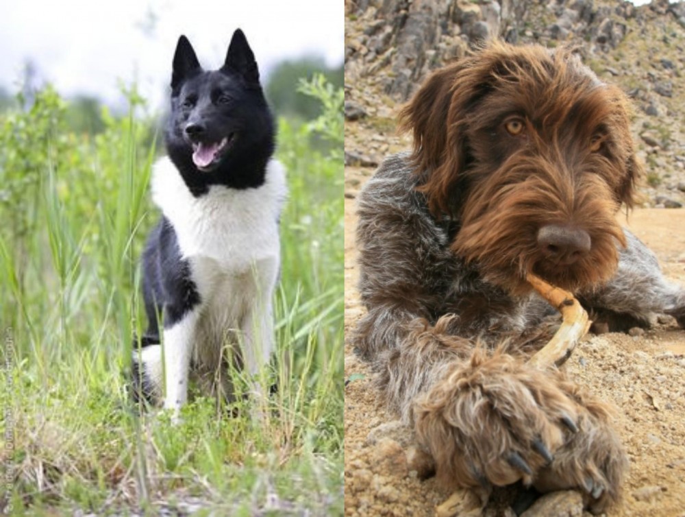 Wirehaired Pointing Griffon vs Russo-European Laika - Breed Comparison