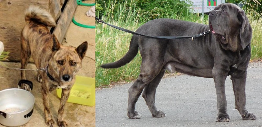 Neapolitan Mastiff vs Ryukyu Inu - Breed Comparison