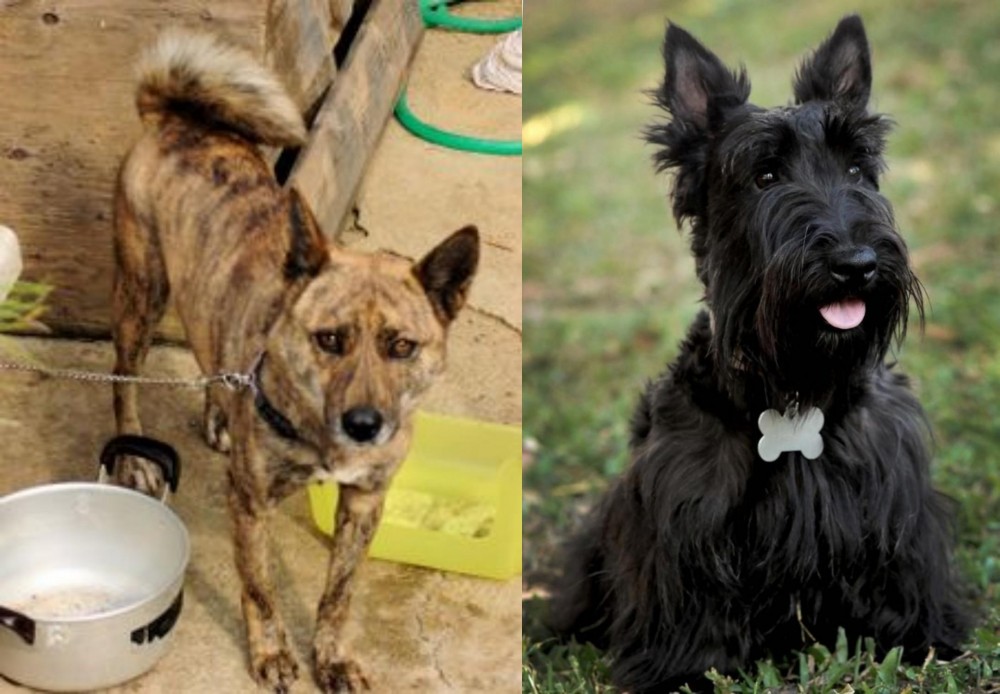 Scoland Terrier vs Ryukyu Inu - Breed Comparison