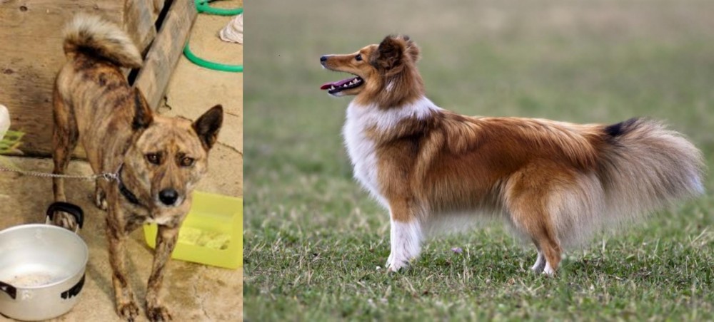 Shetland Sheepdog vs Ryukyu Inu - Breed Comparison