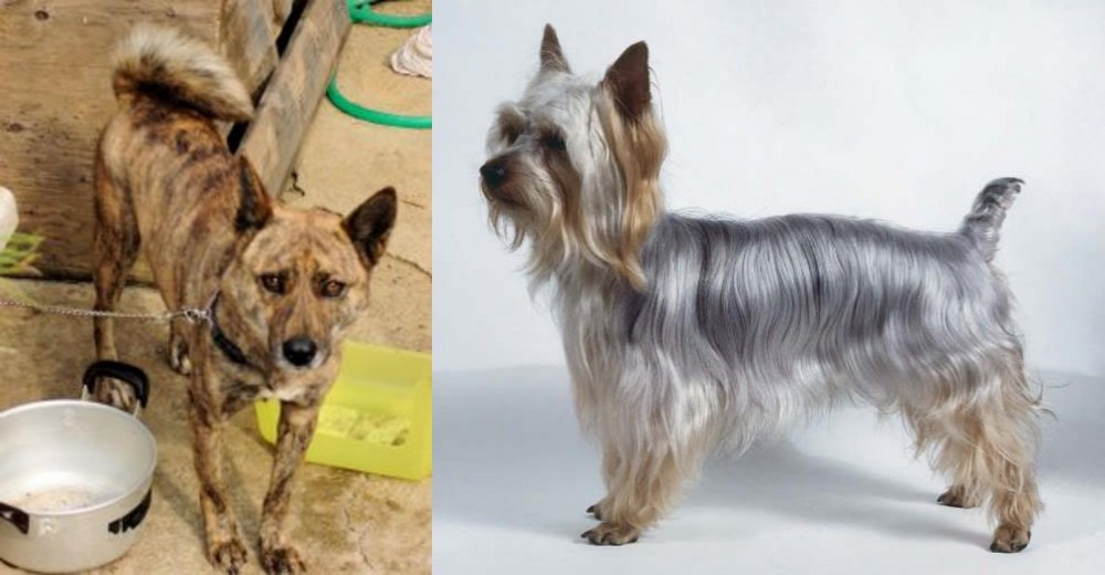 Silky Terrier vs Ryukyu Inu - Breed Comparison