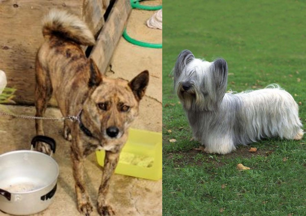 Skye Terrier vs Ryukyu Inu - Breed Comparison
