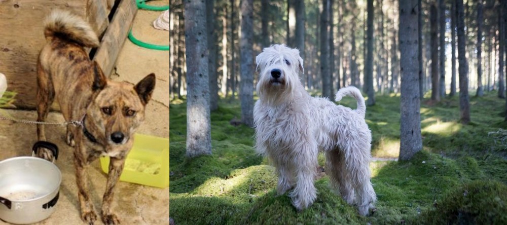 Soft-Coated Wheaten Terrier vs Ryukyu Inu - Breed Comparison
