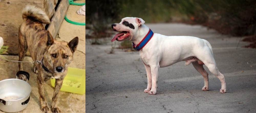 Staffordshire Bull Terrier vs Ryukyu Inu - Breed Comparison