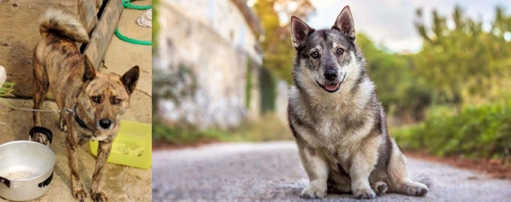 Swedish Vallhund vs Ryukyu Inu - Breed Comparison