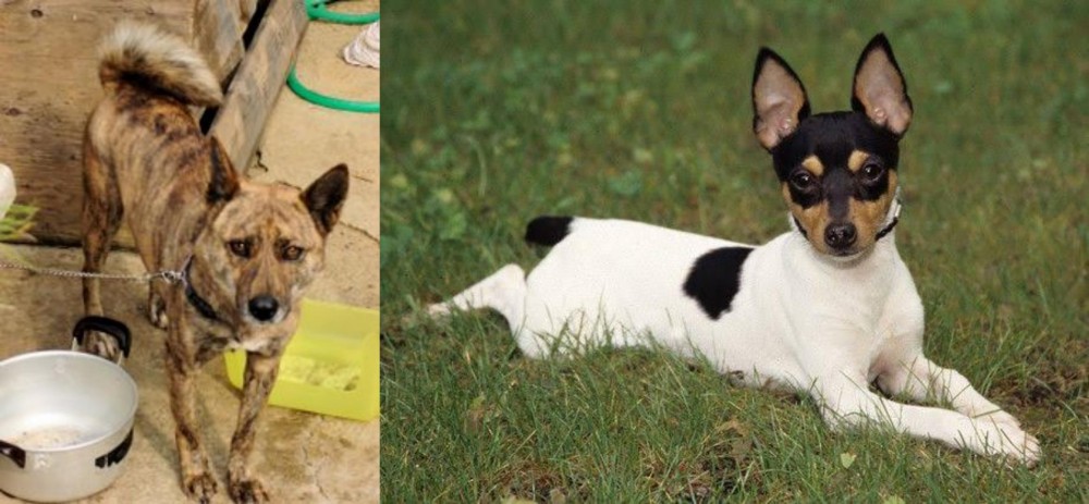 Toy Fox Terrier vs Ryukyu Inu - Breed Comparison
