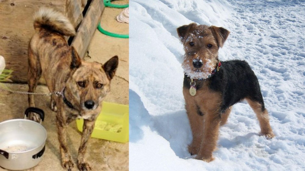 Welsh Terrier vs Ryukyu Inu - Breed Comparison