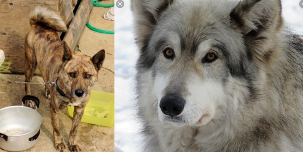 Wolfdog vs Ryukyu Inu - Breed Comparison