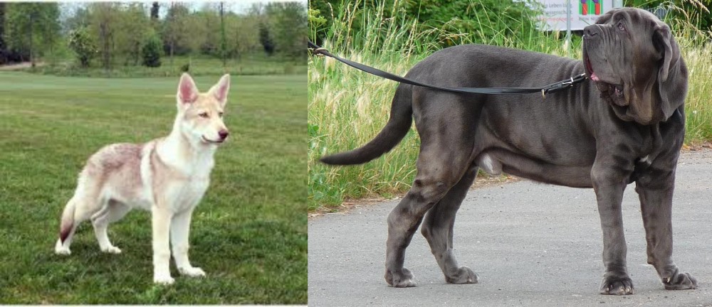 Neapolitan Mastiff vs Saarlooswolfhond - Breed Comparison