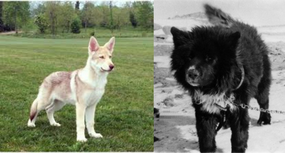 Sakhalin Husky vs Saarlooswolfhond - Breed Comparison